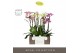 Phalaenopsis mix Impresso Mix - 4 tak, 40+ bloem - Molise White Aquo 