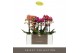 Phalaenopsis multiflora mix Optimost - Spicy Colour Mix - 2 tak 