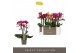 Phalaenopsis multiflora mix Optimost - Spicy Colour Mix - 3 tak 