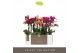 Phalaenopsis multiflora mix Optimost - Spicy Colour Mix - 3 tak 