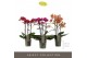 Phalaenopsis multiflora mix Optimost - Spicy Colour Mix - 3 tak 
