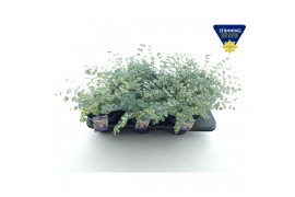Sedum sieboldii mediovariegatum