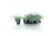 Sedum sieboldii mediovariegatum 