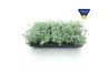 Sedum sieboldii Sedum sieboldii XL