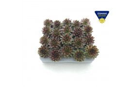 Sempervivum arachnoideum rood