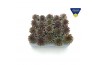 Sempervivum arachnoideum rood