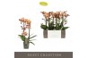 Phalaenopsis multiflora oranje Exclusivo - Monaco Gold - 2 tak