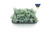 Sedum sieboldii