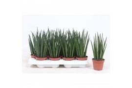Sansevieria bacularis mikado