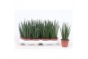 Sansevieria bacularis mikado
