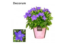 Campanula isoph. napoli decorum