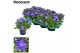 Campanula isoph. napoli decorum 