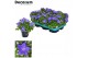 Campanula isoph. napoli decorum 