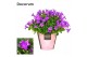 Campanula port. porto longlife decorum 