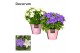 Campanula blauw wit mix decorum 