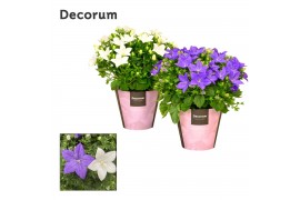 Campanula blauw wit mix decorum