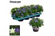 Campanula blauw wit mix decorum 