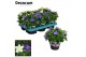 Campanula blauw wit mix decorum 