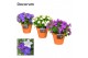 Campanula mix decorum patiopot terracotta 