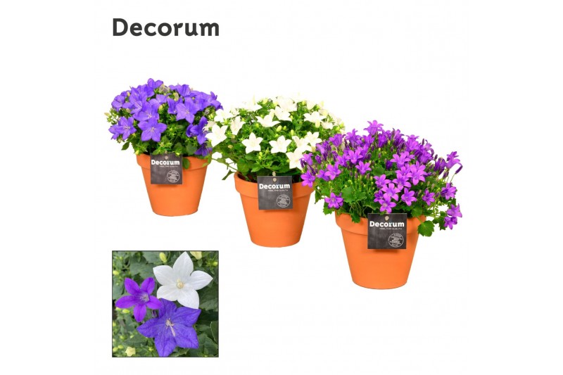 Campanula mix decorum patiopot terracotta 