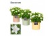 Campanula isoph. atlanta white decorum zinc 