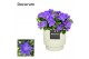 Campanula isoph. napoli decorum ivy 