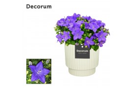 Campanula isoph. napoli decorum ivy