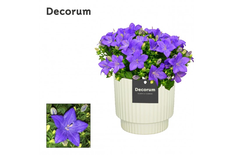 Campanula isoph. napoli decorum ivy 