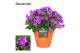 Campanula port. porto longlife decorum patiopot terracotta 