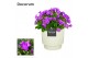 Campanula port. porto longlife decorum ivy 
