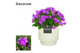 Campanula port. porto longlife decorum ivy