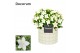 Campanula isoph. atlanta white decorum lauren 