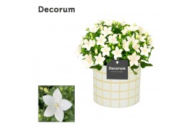 Campanula isoph. atlanta white decorum lauren