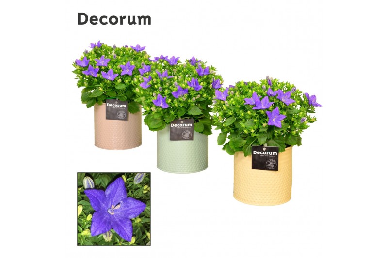 Campanula isoph. napoli decorum zinc 