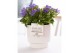 Campanula isoph. napoli pure ivy 