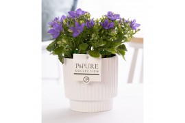 Campanula isoph. napoli pure ivy