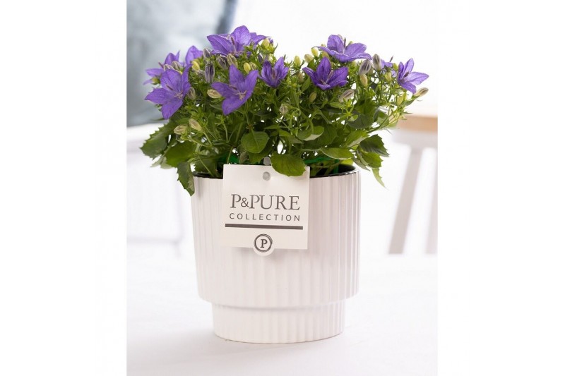 Campanula isoph. napoli pure ivy 