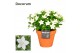 Campanula isoph. atlanta white decorum patiopot terracotta 