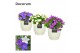 Campanula mix decorum ivy 