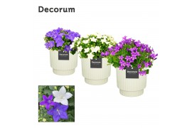 Campanula mix decorum ivy