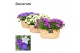 Campanula mix decorum field basket 