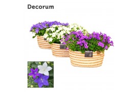 Campanula mix decorum field basket