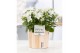 Campanula isoph. atlanta white pure wood 