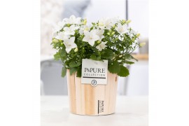 Campanula isoph. atlanta white pure wood