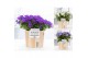 Campanula mix pure wood 