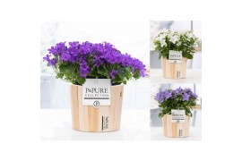 Campanula mix pure wood