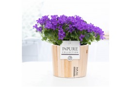 Campanula port. porto longlife pure wood