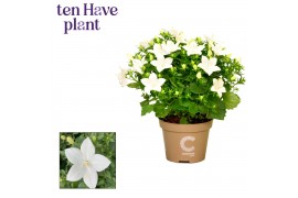 Campanula isoph. atlanta white