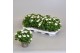 Campanula isoph. atlanta white 
