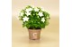 Campanula isoph. atlanta white 